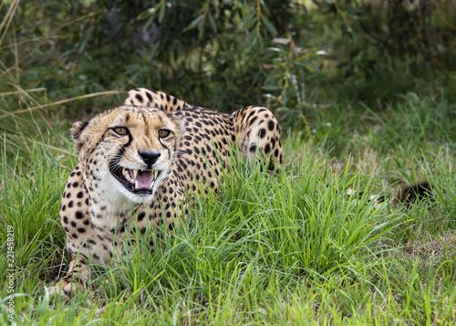 Cheetah in captivity, lying in the grass snarling