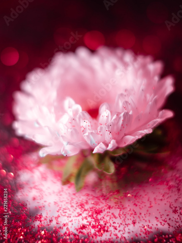 Fototapeta Naklejka Na Ścianę i Meble -  Macrophotography of pink flower with reflection and bokeh.