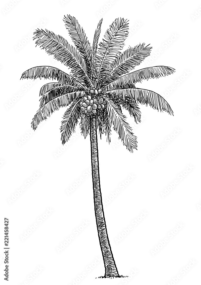 How to draw Coconut tree Landscape ? — Steemit-saigonsouth.com.vn