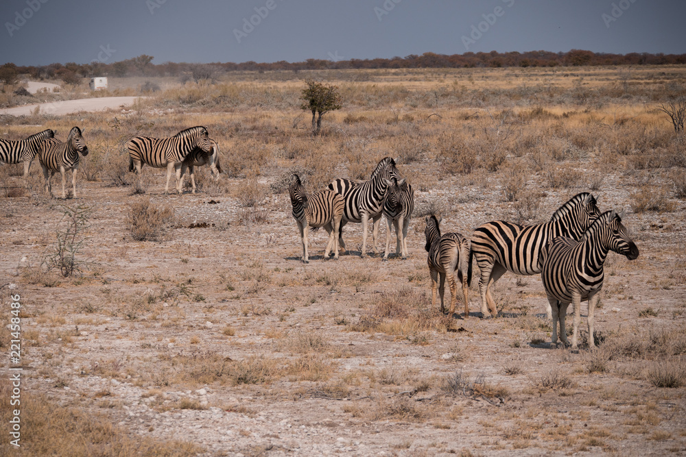 Zebra in Etosha National Park, Namibia Zebra in Etosha National Park, Namibia