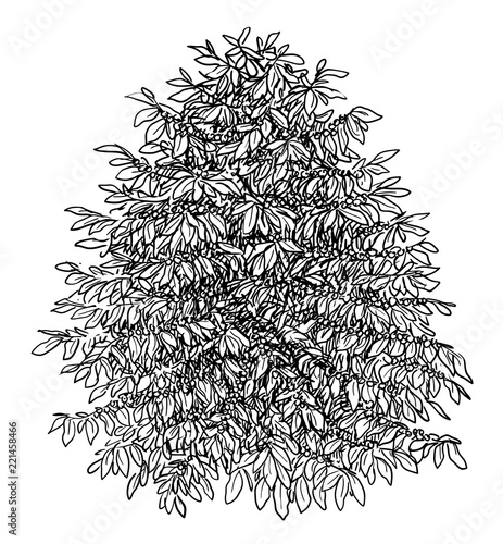 Coffee bush illustration, drawing, engraving, ink, line art, vector
