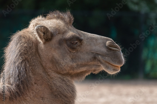 The head of a Bactrian camel  in profile.
