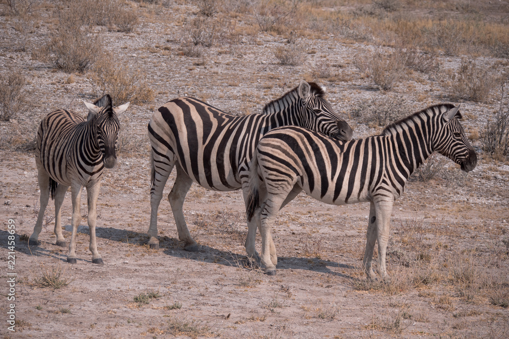 Zebra in Etosha National Park, Namibia Zebra in Etosha National Park, Namibia