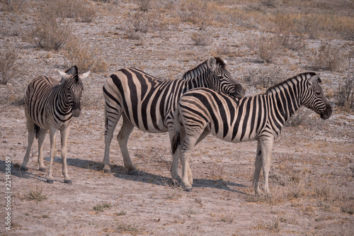 Zebra in Etosha National Park  Namibia