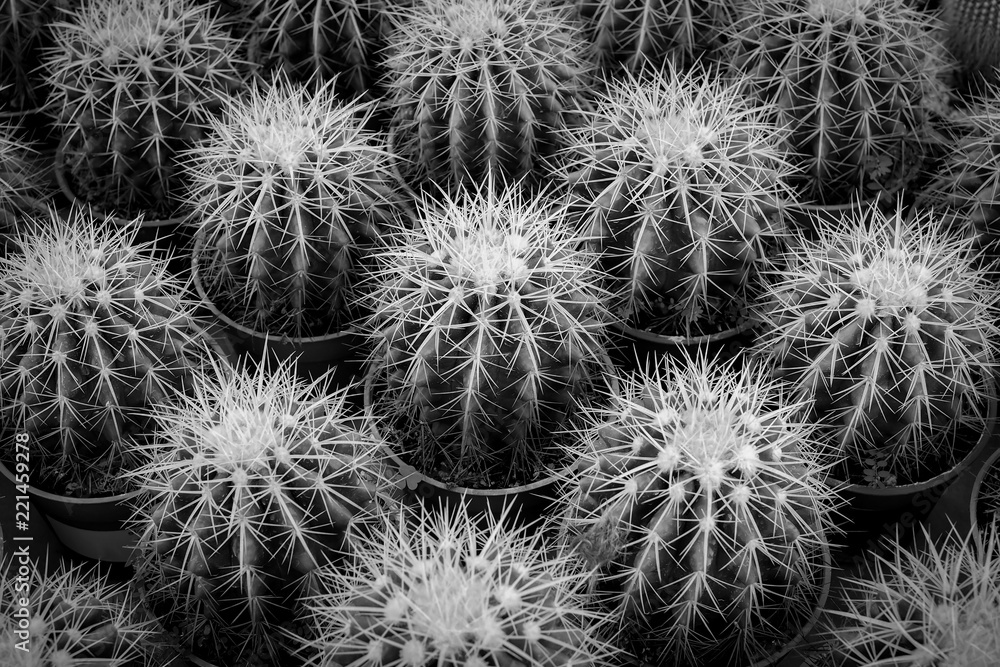 Cactus background. black white Cactus background. black white