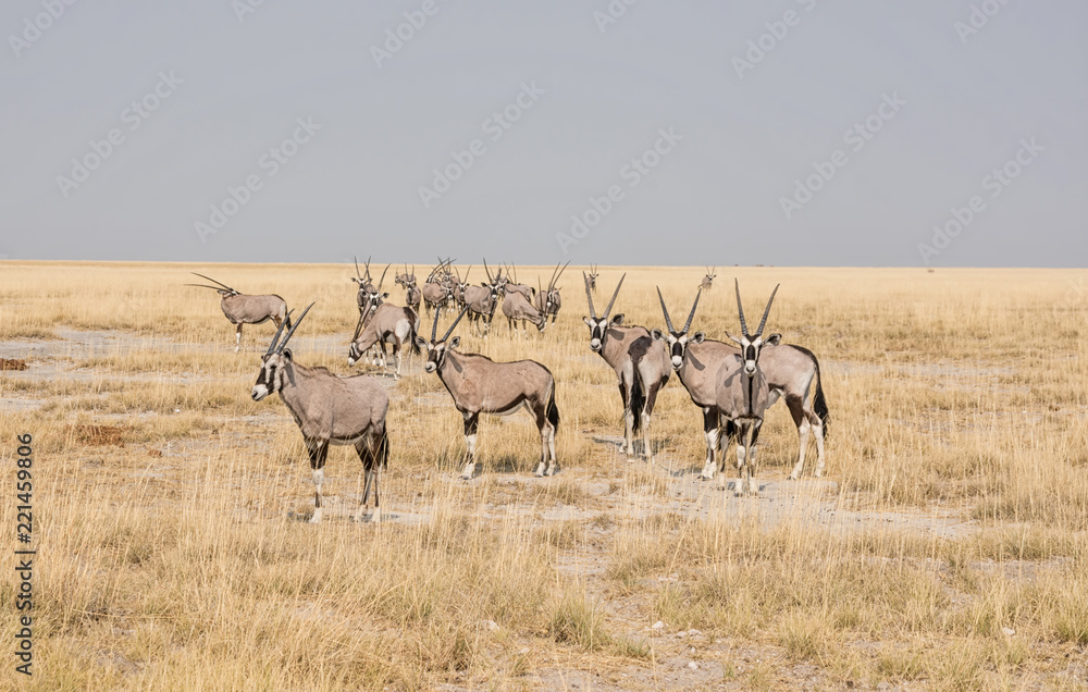 Fototapeta premium Gemsbok Antelope