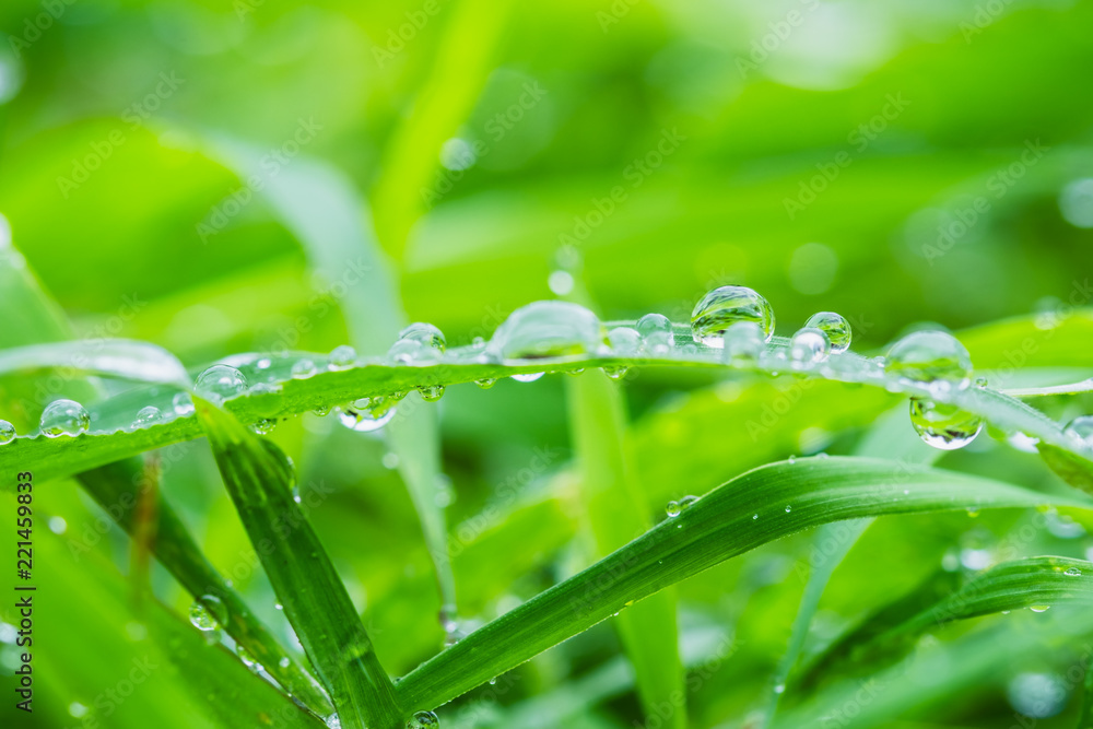 Naklejka premium Fresh green grass with raindrops on leaf