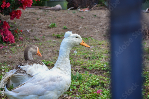 swan with profile crest