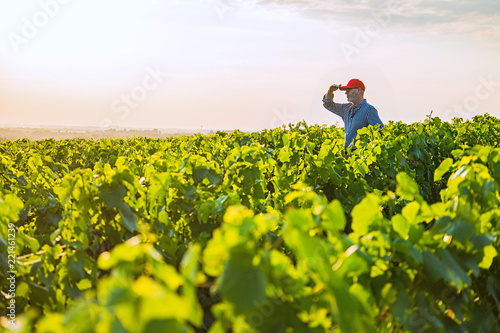 A french winegrower in his vines at sunset
