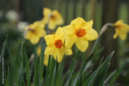 Fototapeta Naklejka Na Ścianę i Meble -  Daffodil