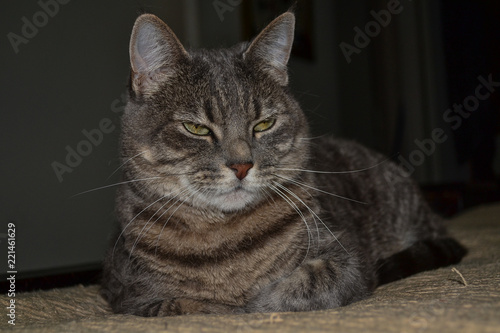 portrait of adult cat close up