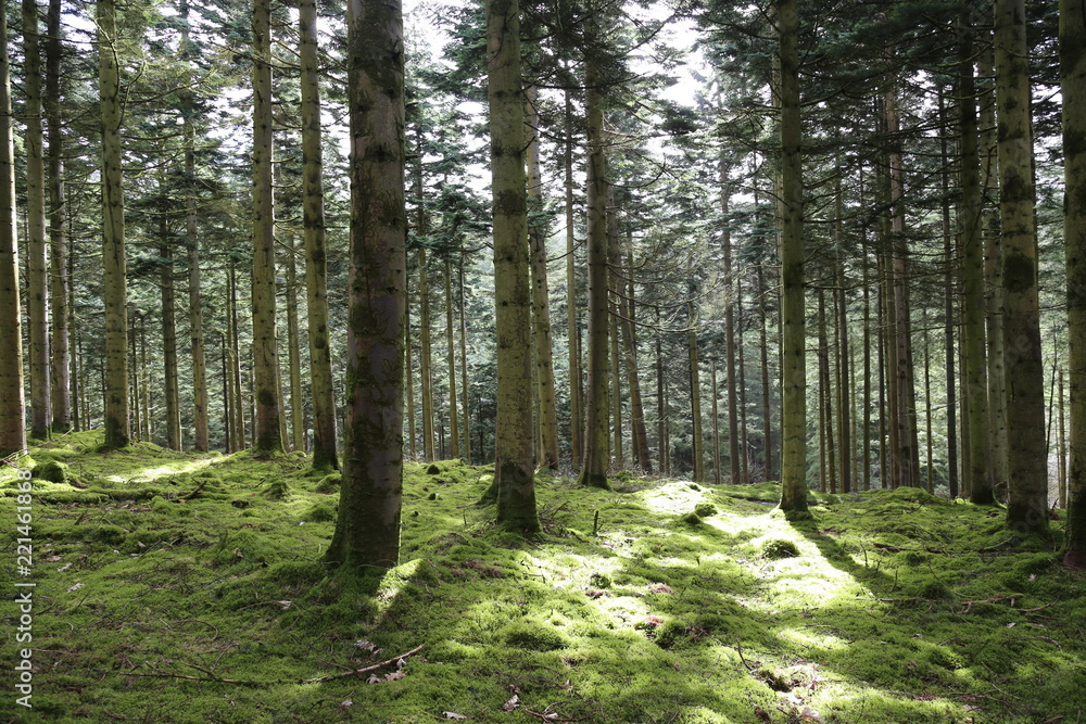 Obraz premium Forest Pathway