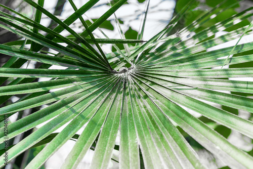 Palm leaves design