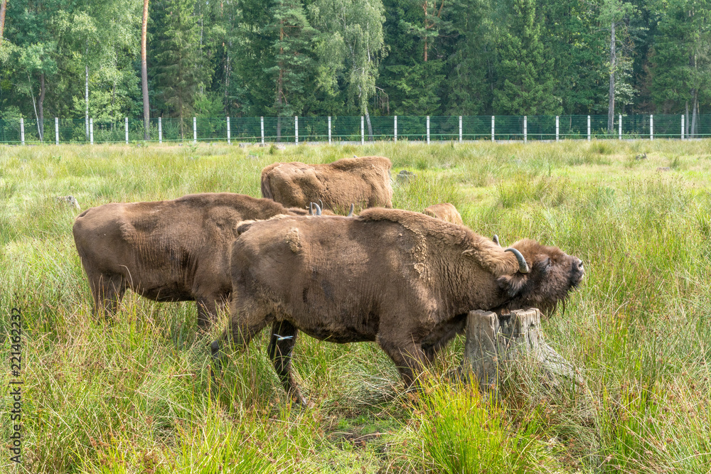 Fototapeta premium European bison ( Wisent, Zubr) in pasture in summer