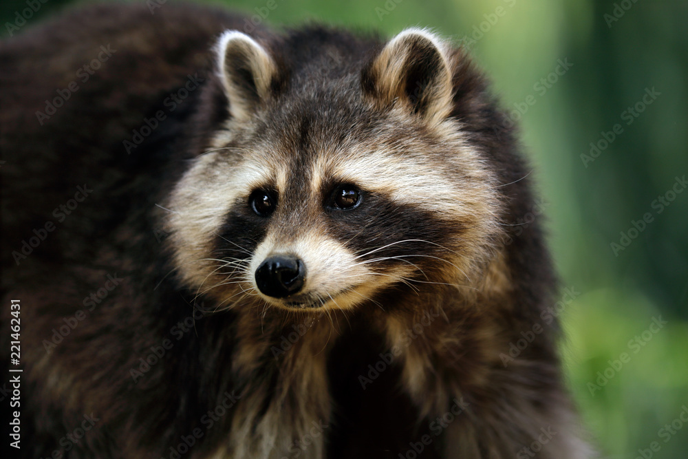 Portrait of adult male lotor common raccoon (procyon lotor)