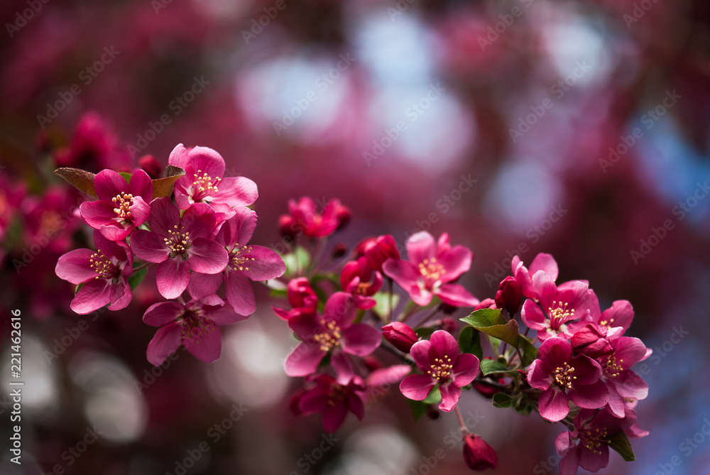 Obraz premium Apple Blossoms