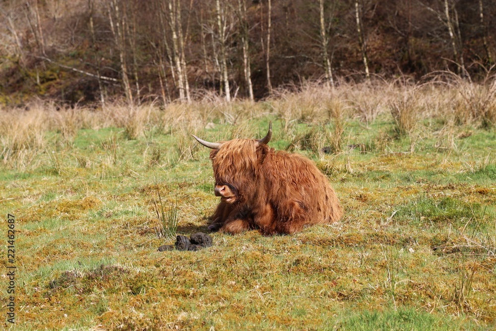 Fototapeta premium Aberdeen Angus Cow