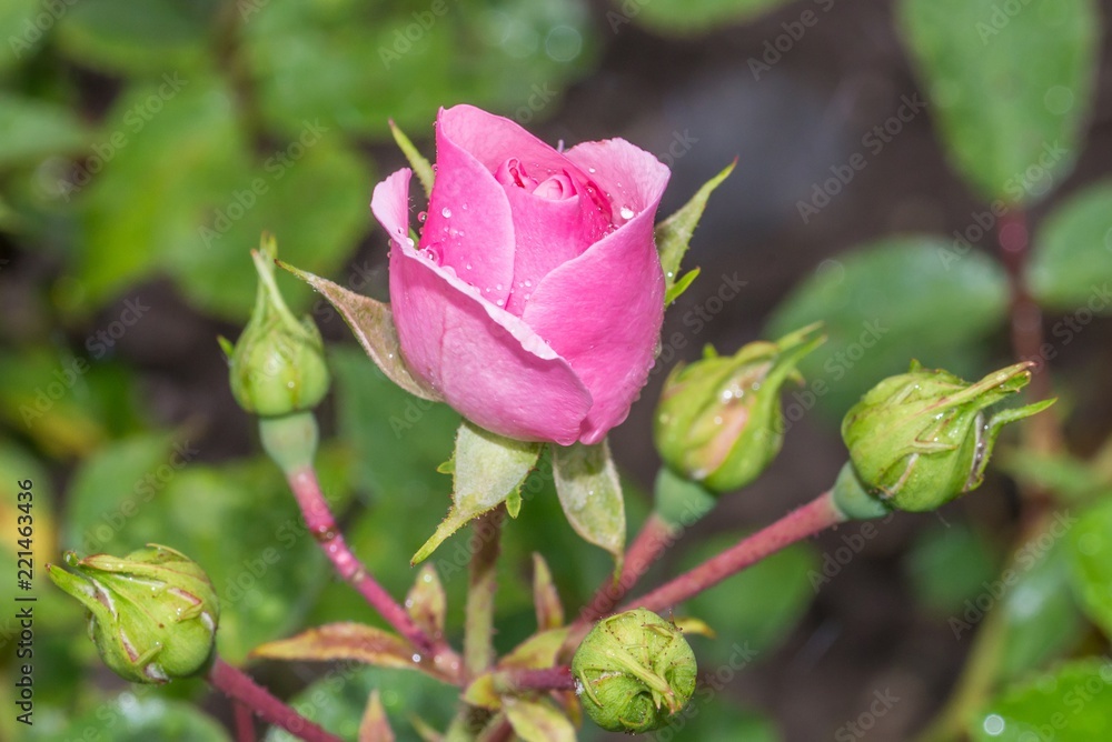Rosenblüte mit Regentropfen nach einem Sommerregen Rosenblüte mit Regentropfen nach einem Sommerregen