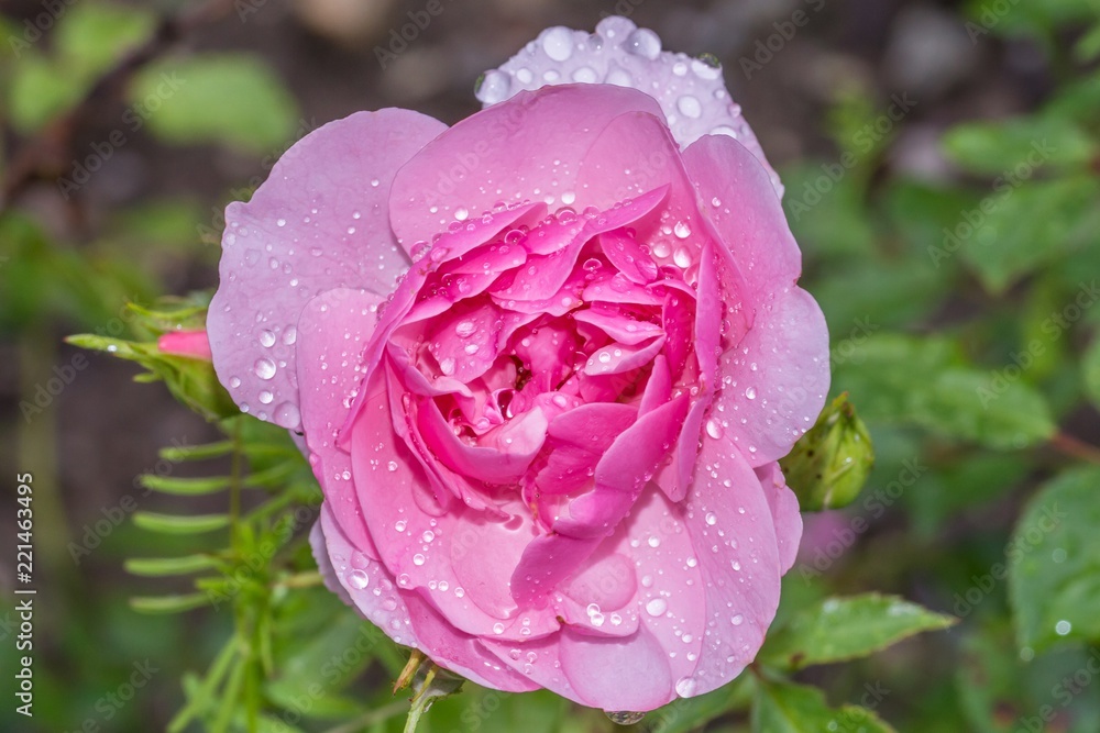 Rosenblüte mit Regentropfen nach einem Sommerregen Rosenblüte mit Regentropfen nach einem Sommerregen