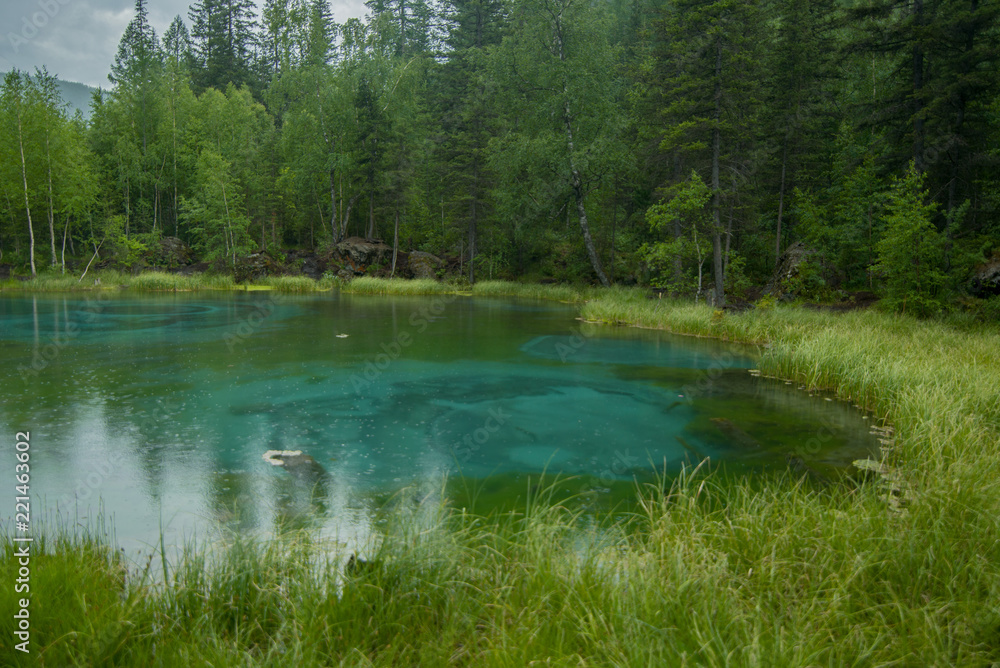 Obraz premium forest lake