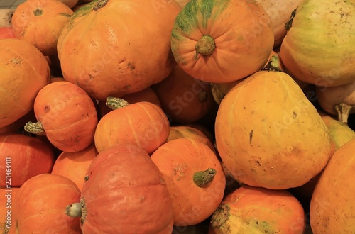 harvest orange pumpkins in the autumn garden   