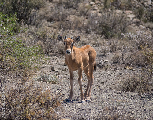 Baby Gemsbok Antelope