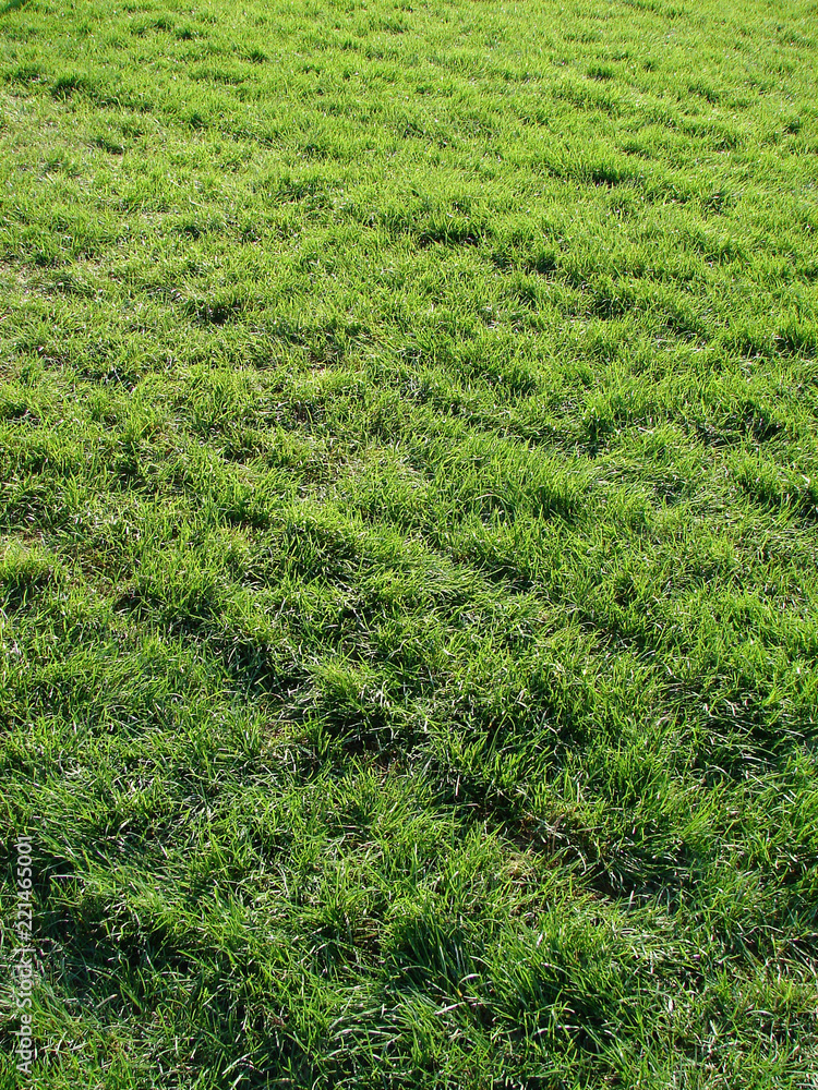 Green lawn of a grass a natural background Green lawn of a grass a natural background
