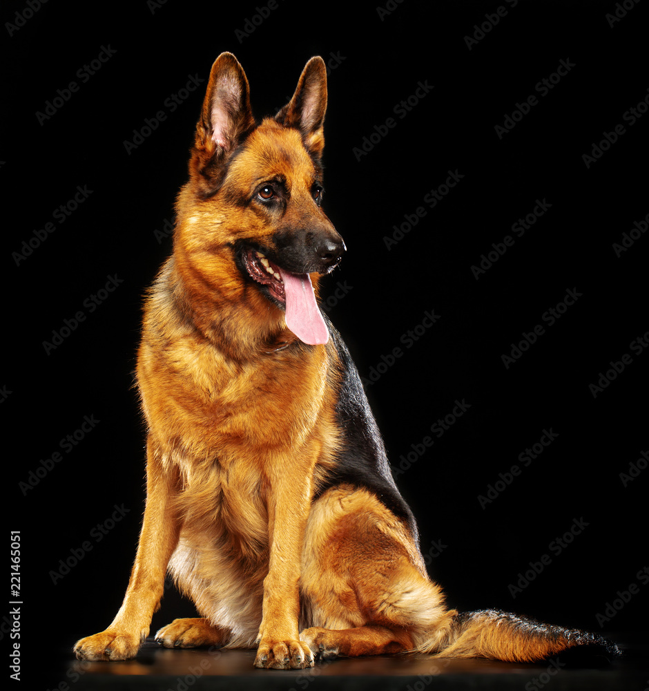 German Shepherd Dog Isolated on Black Background in studio German Shepherd Dog Isolated on Black Background in studio