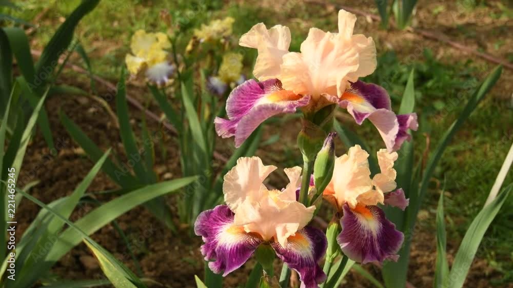 Springtime. Beautiful irises and olive trees moving in the wind in a famous Florence garden, Italy. 4K UHD Video footage, static camera. Nikon D500 Springtime. Beautiful irises and olive trees moving in the wind in a famous Florence garden, Italy. 4K UHD Video footage, static camera. Nikon D500