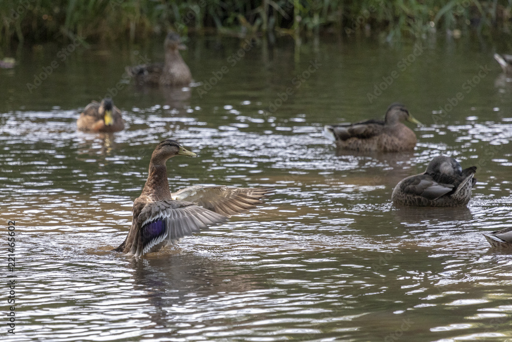 Ente flattert und streckt ihre Flügel aus Ente flattert und streckt ihre Flügel aus