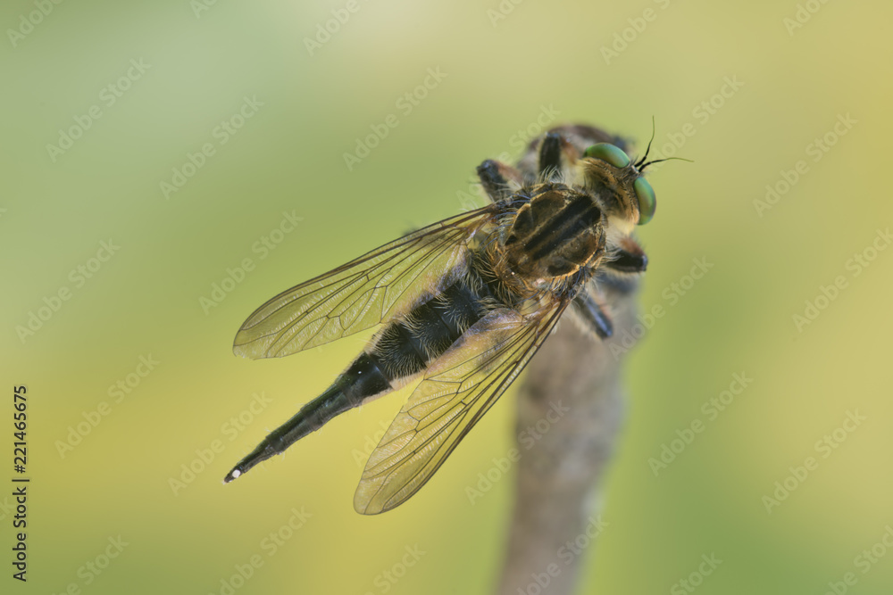 Obraz premium Mosca ladrona