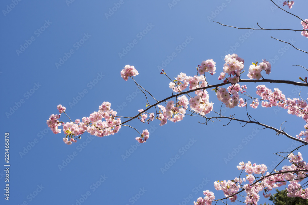 Fototapeta premium Ett litet körsbärsträd som blommar denna fina vårdag