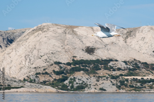 Croatia Segulls Island Krk photo