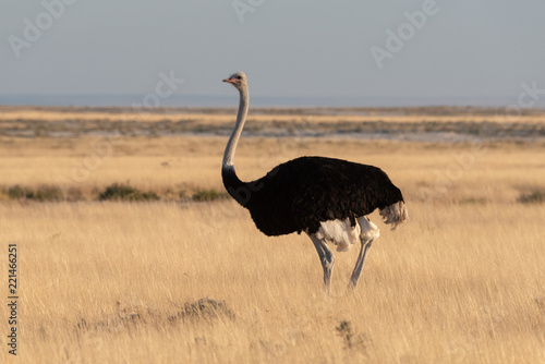Single large black male ostrich standing in evening lit sunlight yellow glowing grass, Etosha National Park, Namibia