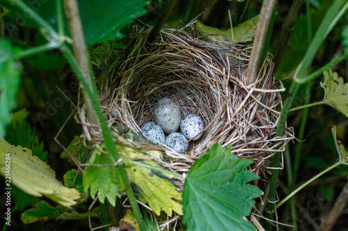 Acrocephalus palustris. The nest of the Marsh Warbler in nature. Common Cuckoo (Cuculus canorus) egg
