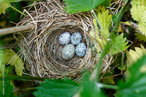 Acrocephalus palustris. The nest of the Marsh Warbler in nature. Common Cuckoo (Cuculus canorus) egg