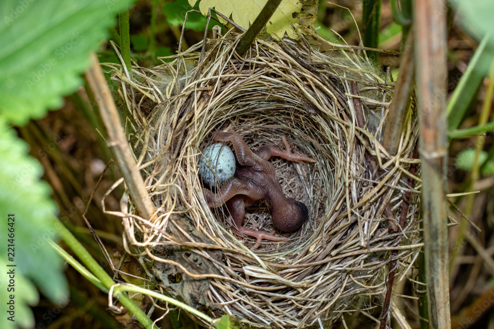 Acrocephalus palustris. The nest of the Marsh Warbler in nature.