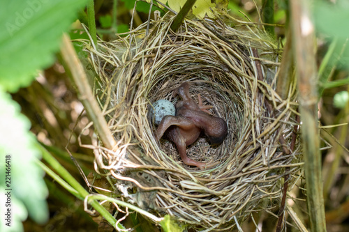 Acrocephalus palustris. The nest of the Marsh Warbler in nature.