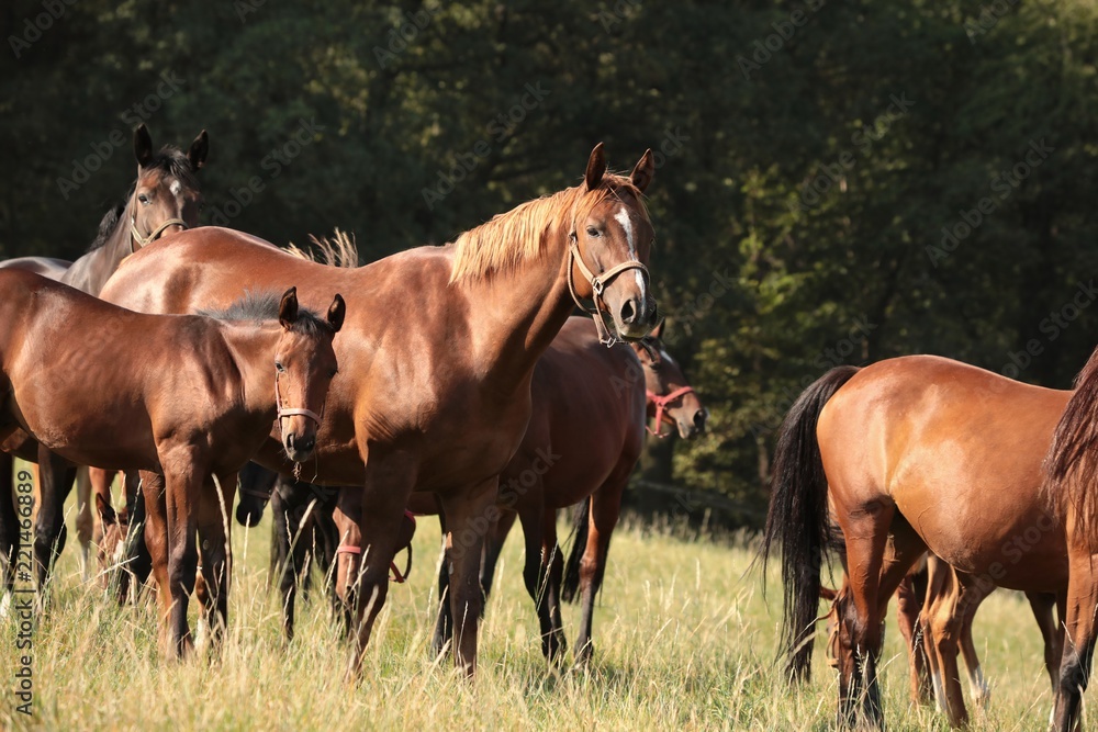 Mare with offspring on the background of trees Mare with offspring on the background of trees