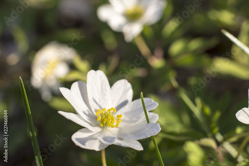 Vitsippor blommar under våren på ängar och i skogen photo