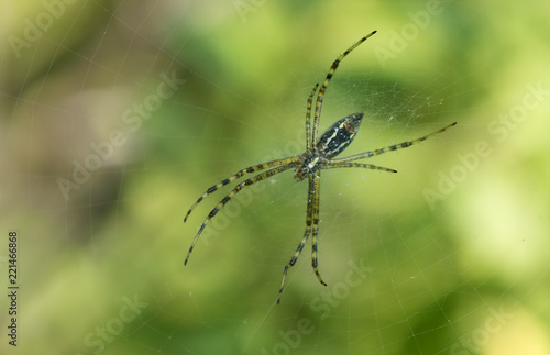 Arañas sobre telaraña © Brigido