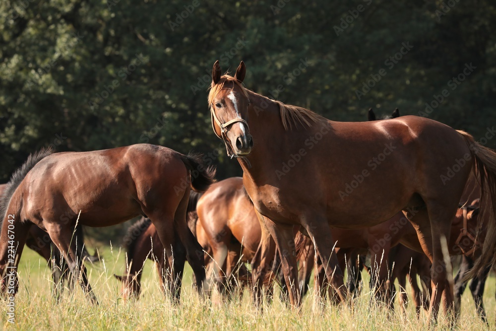 Fototapeta premium Mare with offspring on the background of trees