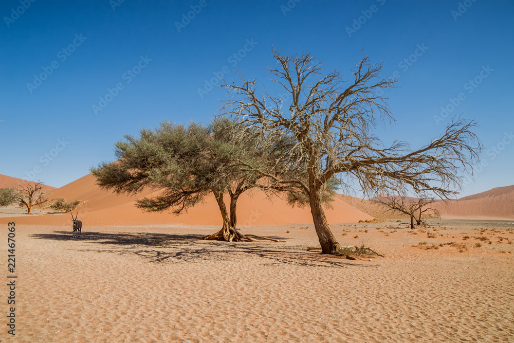 Desert Gemsbok