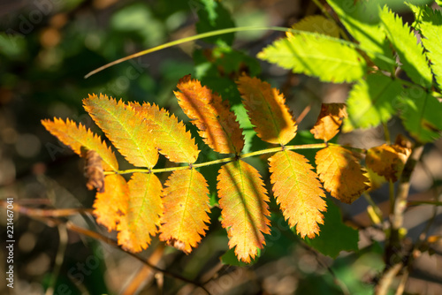 Früher Herbstbote photo