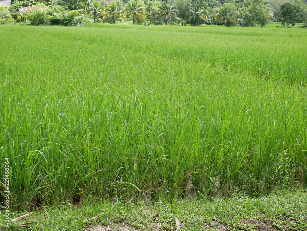 organic farm rice,green nature field organic farm rice,green nature field