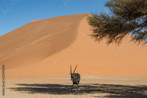 Desert Gemsbok photo