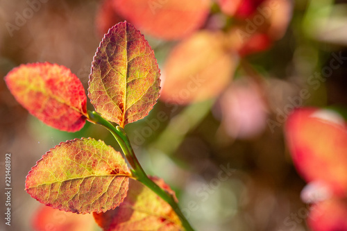 Blueberry Leaves In Autumn Sun Light