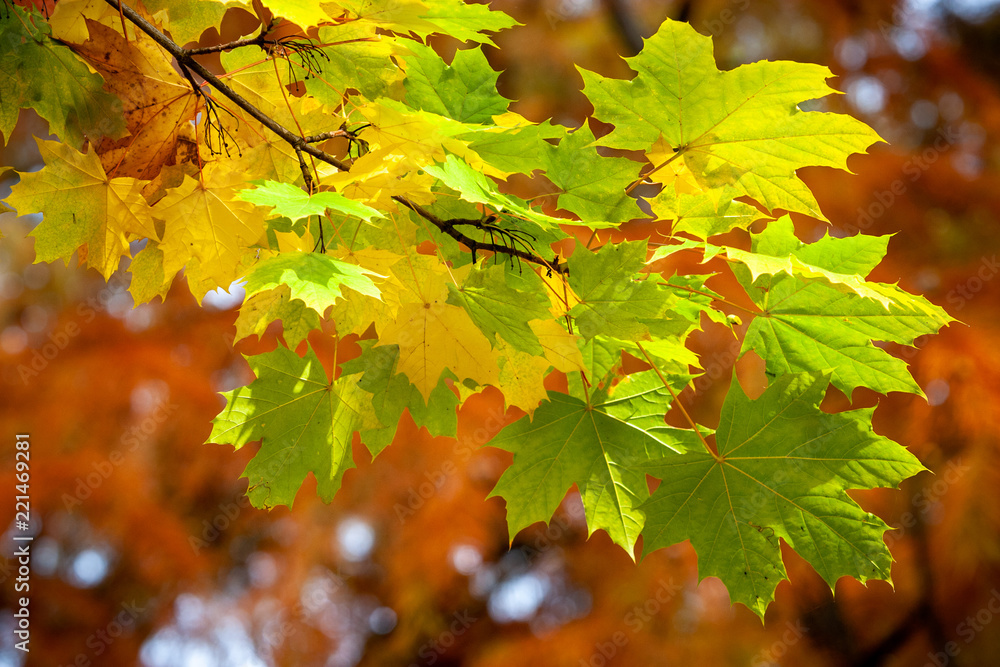 Foglie d'autunno