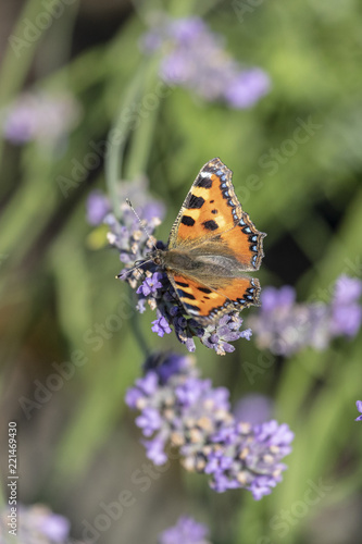 Kleiner Fuchs Schmetterling an Lavendel