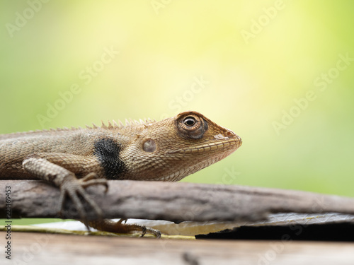 close up head of lizaed photo